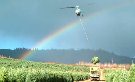 Holiday Tree Farms Helicopter Christmas Tree Harvesting