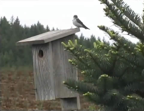 Environmental Stewardship - Birdhouses on Tree Farm