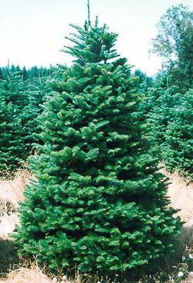 Noble Fir Christmas Tree (Abies procera Rehd.)